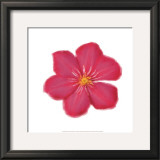 Petales Roses II Prints by Tasmin Phoeni