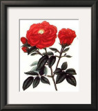 Rosa Gallica Poster by George Henry Andrews