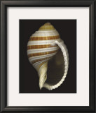 Banded Tun Posters by Harold Feinstein