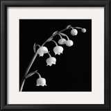 Spring Bells II Posters by Michael Faragher