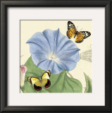 Morning Glory Pôsters por Louis Van Houtte Morning Glory Pôsters por Louis Van Houtte
