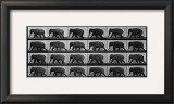 Elephant Walking Prints by Eadweard Muybridge