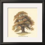 Sessile-Fruited Oak Print by Samuel Williams