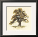 Common Oak Prints by Samuel Williams
