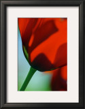 Tulipe IV Posters by Marc Ayrault