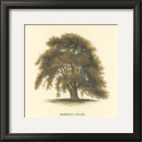 Oriental Plane Prints by Samuel Williams