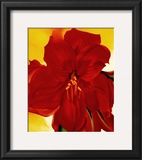 Red Amaryllis, 1937 Posters by Georgia O'Keeffe