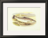 Great Lake Trout Print