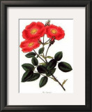Rosa Provincialis Prints by George Henry Andrews