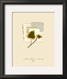 Ivy Prints by Claudia Vera