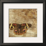 Moth Posters by Susan Friedman