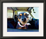 Little Dobie Posters by Robert Mcclintock