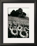 Sunflowers, Provence, France Poster by Martine Franck