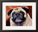Snaggle Pug Print by Robert Mcclintock