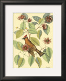 The Chatterer Poster by Mark Catesby