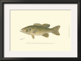 Small-Mouthed Black Bass Posters by Denton 