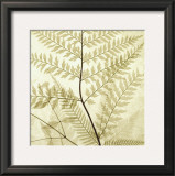 Ferns II Print by Steven N. Meyers