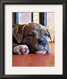 Kratos Baby Pit Bull Prints by Robert Mcclintock