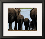 Elephants Print by Philippe Bourseiller
