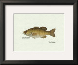 Smallmouth Bass Fish Prints by Ron Pittard