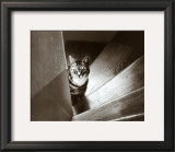 Cat in the Stairs Prints by Marie Babey