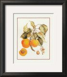 Abricot Peche Art