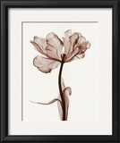 Parrot Tulips I Prints by Steven N. Meyers Parrot Tulips I Prints by Steven N. Meyers