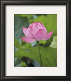 Pink Lotus Print by B. Tanaka