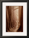Cypress Trail Prints by Paul Kozal