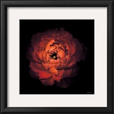 Ranunculus no. 43 Prints by Neil Seth Levine