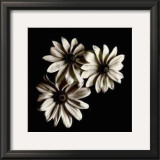 Three Black-Eyed Susans Posters by Michael Harrison