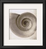Snail Shell Prints by Mandolfo 