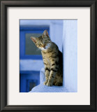Greek Cat Prints by Hubert & Klein 