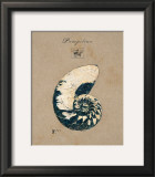 Vintage Linen Nautilus Posters by Regina-Andrew Design 