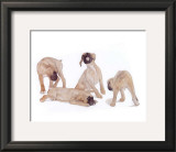 Puppies and Kittens III Posters by D. Patrian