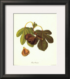 Ficus Carica Prints