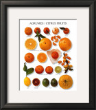 Citrus Fruit Posters