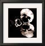 Pansies Prints by Angelos Zimaras