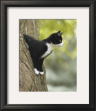 Attentive Cat Posters by Jean-Michel Labat