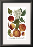 Weinmann Fruits I Posters by Weimann 