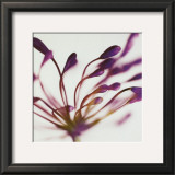 Purple Agapanthus Poster by Michael Banks