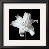 Lily Print by Michael Banks