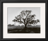 Oak Tree, Sunrise Prints by Ansel Adams Oak Tree, Sunrise Prints by Ansel Adams