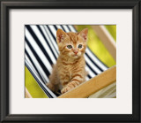 Chaton Roux Poster by Jean-Michel Labat