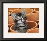 Kitty Cat Print by Jean-Michel Labat