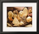Sea Shells Prints by Jean-Michel Labat