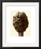 Zinnia Elegans, Zinnia Posters by Karl Blossfeldt