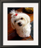 Mini Maltese Prints by Robert Mcclintock