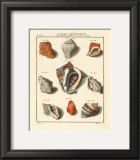 Conchylien Cabinet I Poster by W. Martini