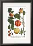 Weinmann Fruits IV Prints by Weimann 